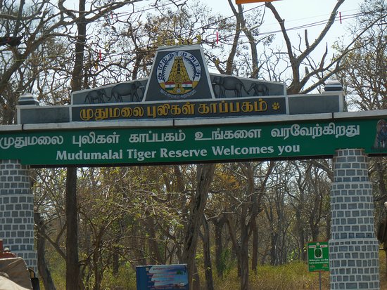 Mudumalai Wildlife Sanctuary